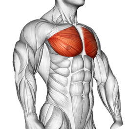 Chest