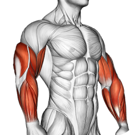 Arms