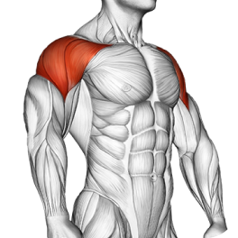 Shoulders