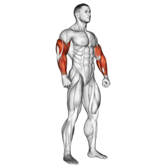 Triceps