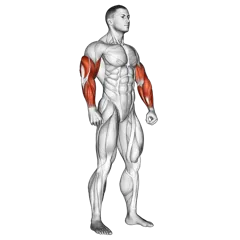 Triceps