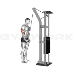 Cable Triceps Extension