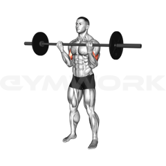 Barbell Curl