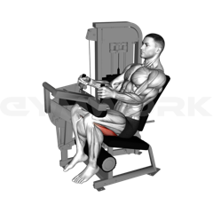 Seated Leg Curl