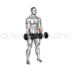 Dumbbell Wrist Curl