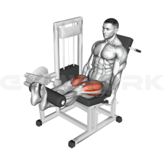 Leg Extension