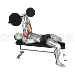 Lying Triceps Extension (Skull Crushers)