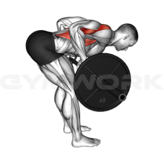 Barbell Row