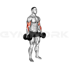 Alternate Dumbbell Hammer Cur