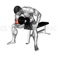 Dumbbell Concentration Curl