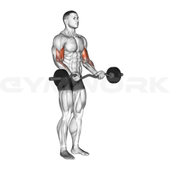 EZ-Bar Curl