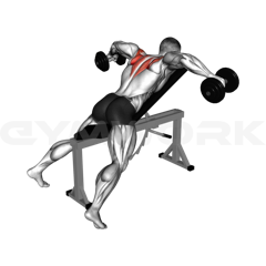 Chest Supported Dumbbell Reverse Fly
