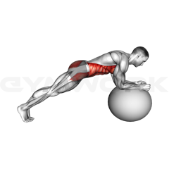 Gym Ball Plank