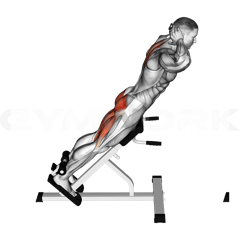 Back Extension