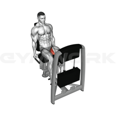 Hip Adduction (Inner Thigh)