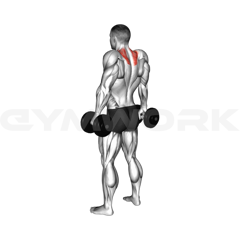 Dumbbell Shrug