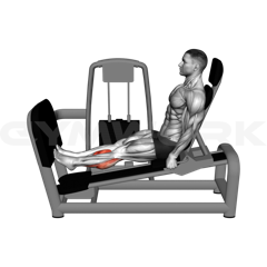 Calf Press