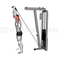 Cable Overhead Triceps Extension
