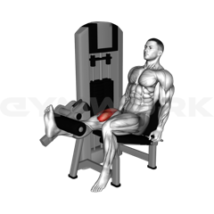 Single-Leg Extension