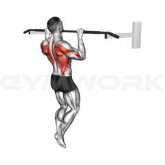Weighted Pull-Up