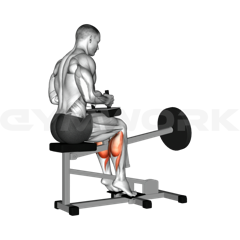 Seated Calf Raise