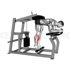 Donkey Calf Raises