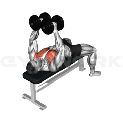 Dumbbell Fly