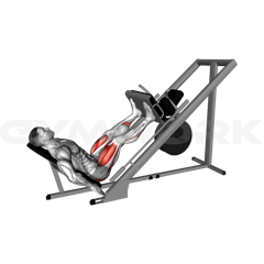 Leg Press