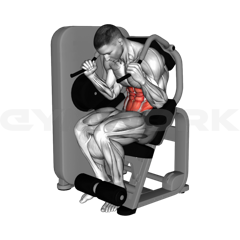 Crunch Machine (Abdominal Machine)
