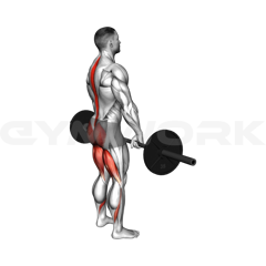 Stiff-Leg Deadlift