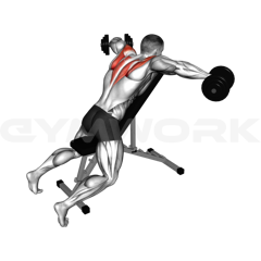 Chest Supported Dumbbell Lateral Raise