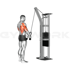 Rope Arm Pulldown