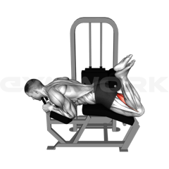 Lying Leg Curl