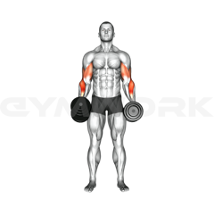 Dumbbell Cross Body Hammer Curl