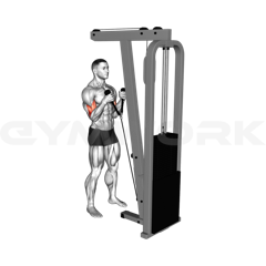 Rope Hammer Curl