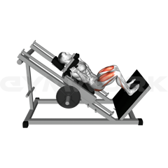 Hack squat