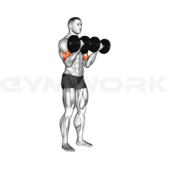 Dumbbell Curl