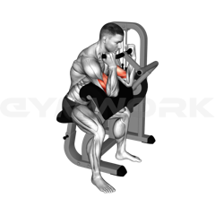 Machine Biceps Curl