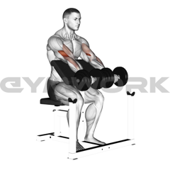 Dumbbell Preacher Curl