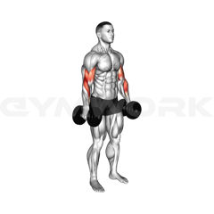 Alternate Dumbbell Curl