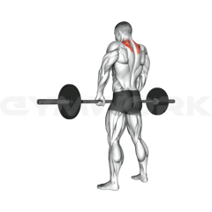 Barbell Shrug