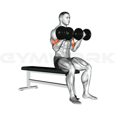 Seated Dumbbell Curl