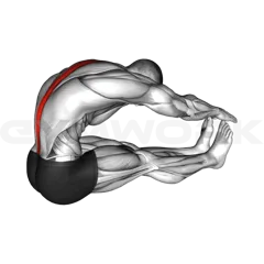 Spine Stretch