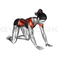 Kneeling One Arm Cross Body Stretch